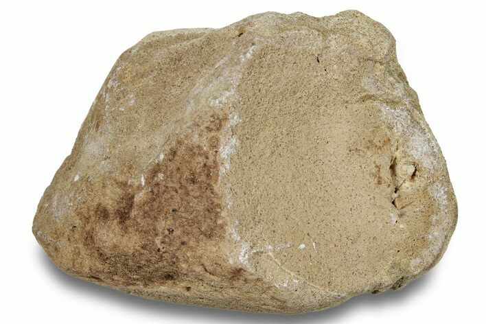 Mosasaur (Tylosaurus) Vertebra - Kansas #255963